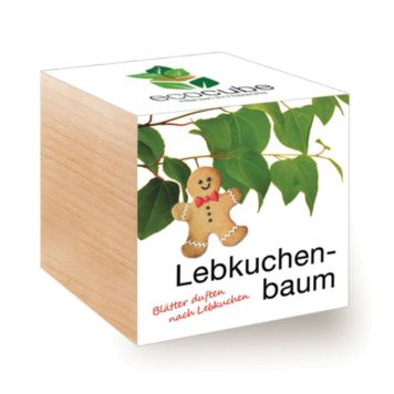 ecocube Pflanzen im Holzwürfel - Lebkuchenbaum