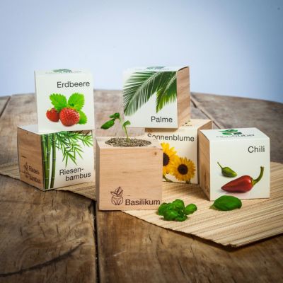 Geschenke für Frauen Ecocube Pflanzen im Holzwürfel